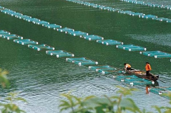 蕪湖魚塘養(yǎng)殖